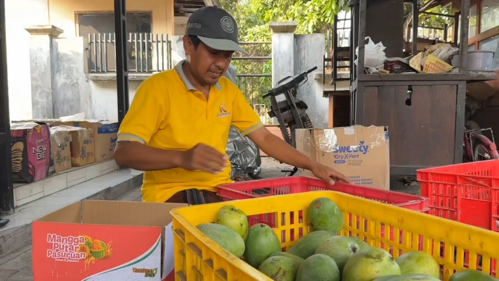Kemarau Panjang, Petani Mangga Klonal 21 Pasuruan Raup Cuan
