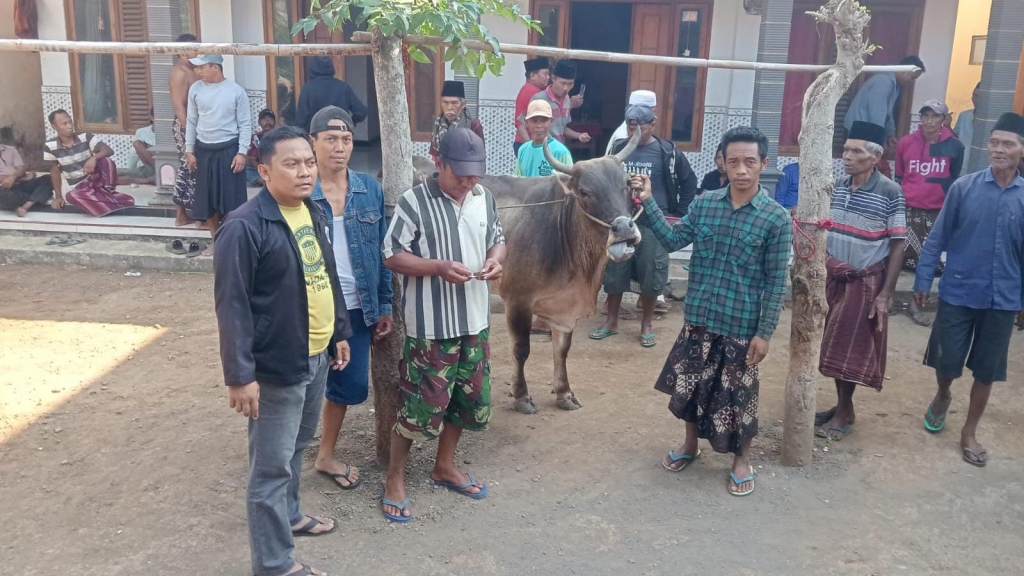 Sapi Curian Jatuh dari Kendaraan, Maling Hewan di Probolinggo Gagal Cuan