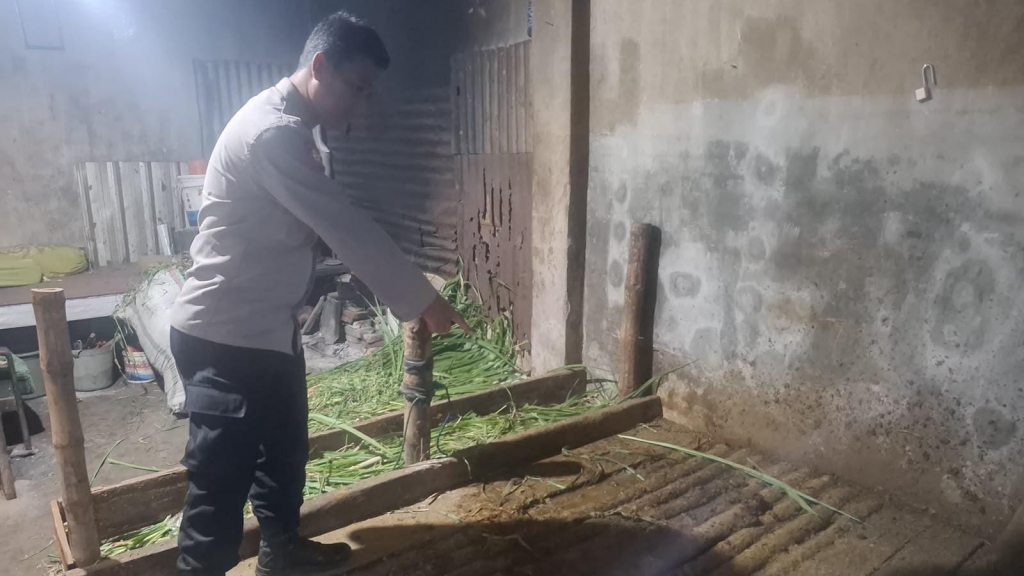 Maling Beraksi Waktu Subuh Sikat Dua Sapi Warga Kedopok Kota Probolinggo