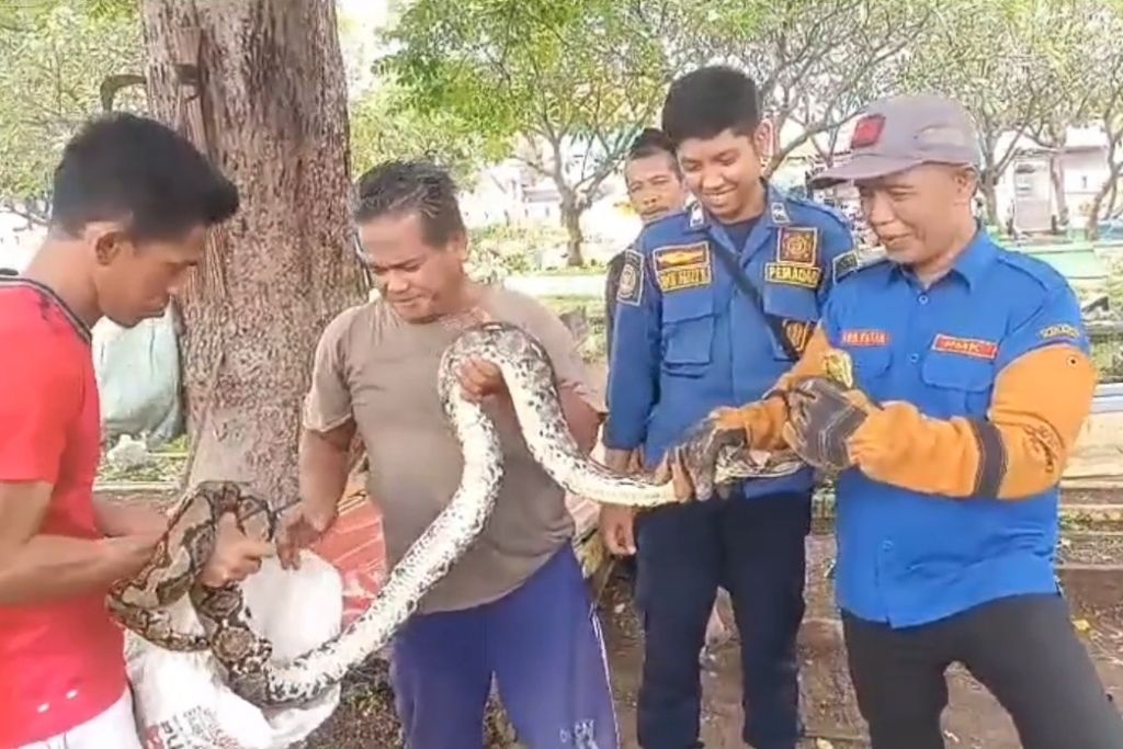 Piton 3 Meter Masuk Tempat Pemakaman Umum di Kota Pasuruan