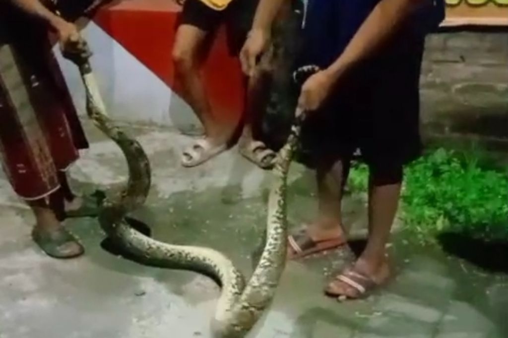 Piton 3 Meter Gegerkan Warga Pasuruan, Muncul Tengah Malam di Dekat Gapura Desa