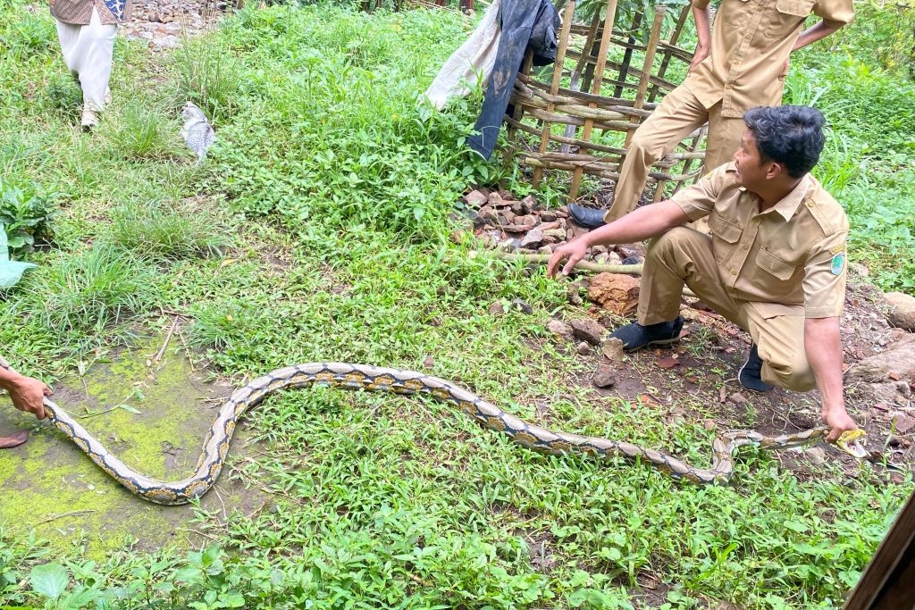 Sanca Sepanjang 3 Meter Muncul di Permukiman Warga Prigen Pasuruan 