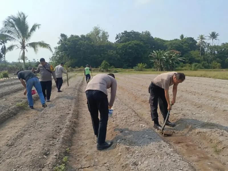 Tak Hanya Urus Kriminal, di Rasau Jaya Kini Polisi Ikut Berkebun Jagung