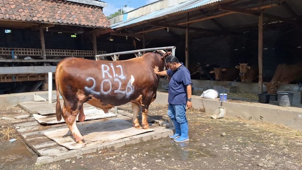 Ronggo Waseso, Sapi Peternak Probolinggo yang Dipilih Presiden Prabowo untuk Kurban