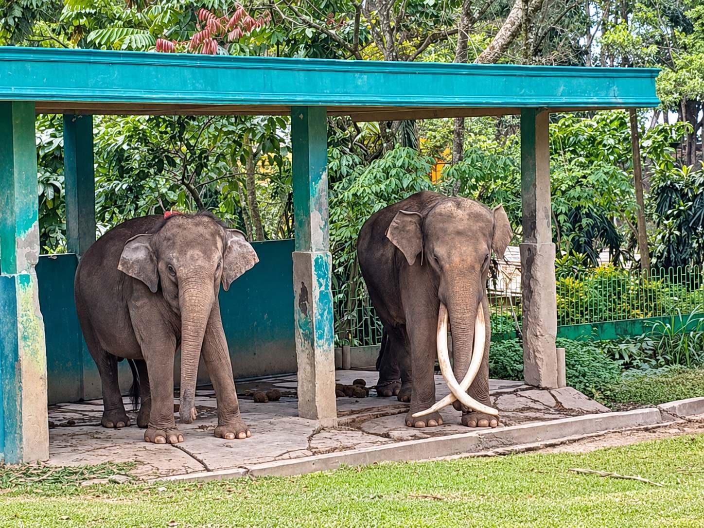 Dirantai sejak 2023, mengapa Gajah Zidan di Bukittinggi belum dievakuasi?