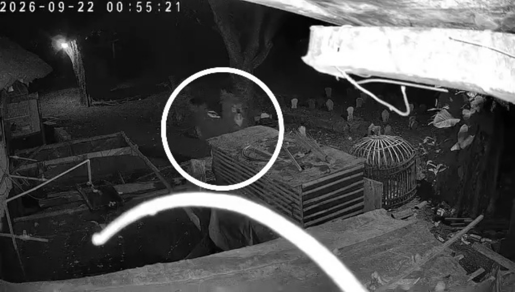 Dua Pemuda Maling Ayam Terekam CCTV di Pasuruan