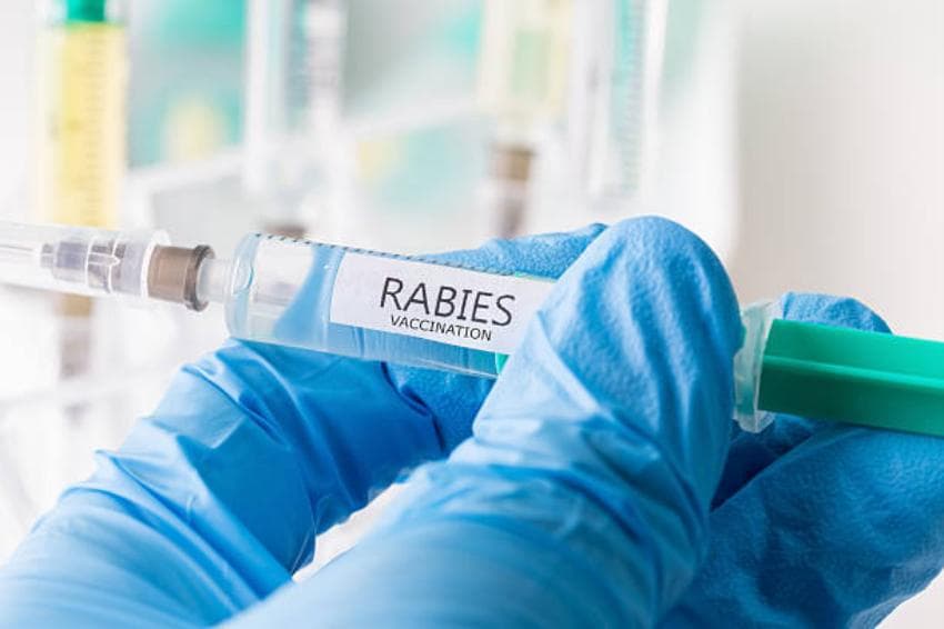 Ajak Warga Rutin Vaksin Rabies Anjing-Kucing, Kaltim Salurkan 15 Ribu Dosis Gratis