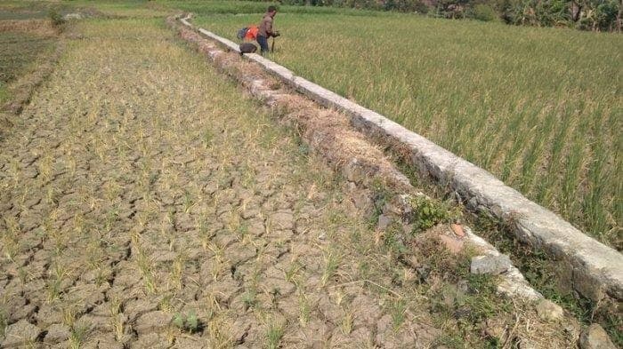 BPBD Jatim Pertimbangkan Modifikasi Cuaca Saat Musim Kemarau
