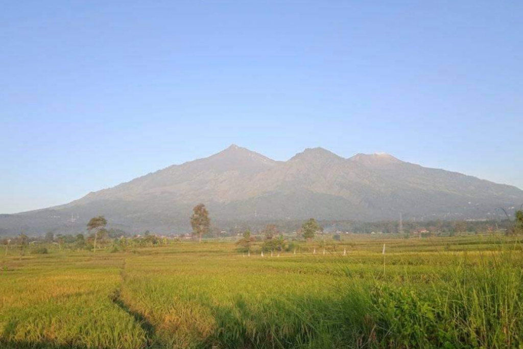 Tahura Sebut Kebakaran di Gunung Arjuno Padam