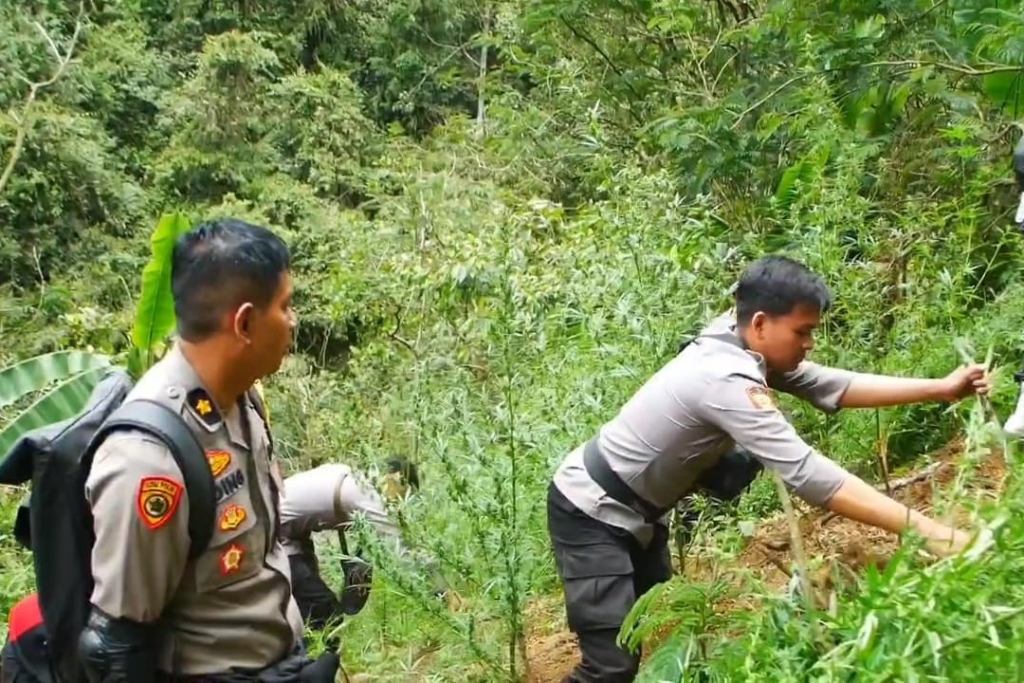 Ladang Ganja Ditemukan di Lokasi Tersembunyi Lereng Gunung Semeru