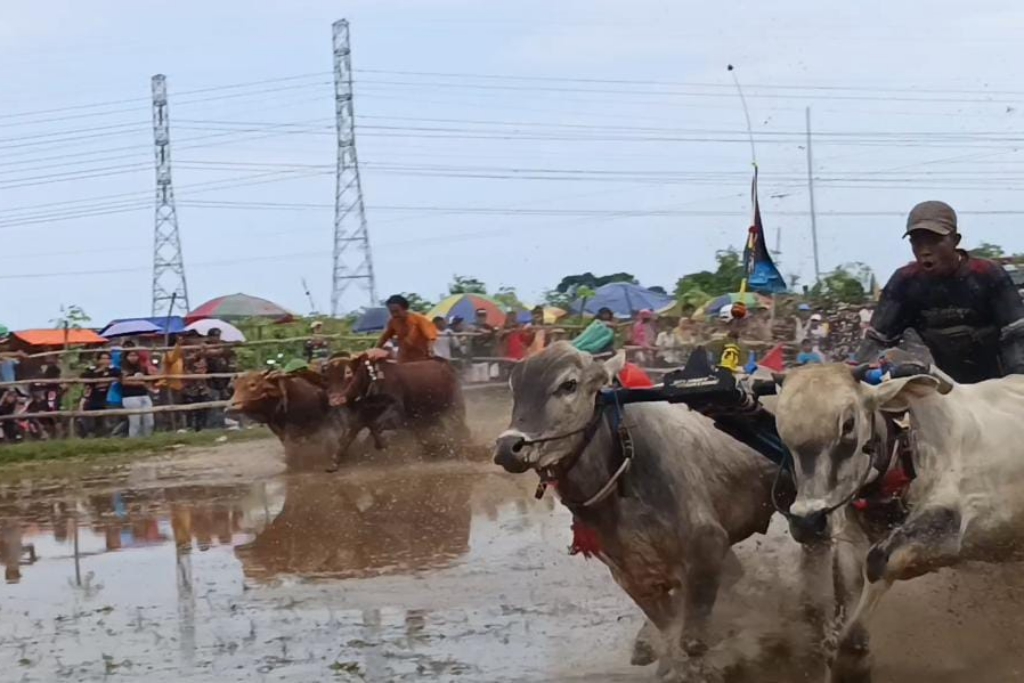 Serunya Kerapan Sapi Brujul Kota Probolinggo